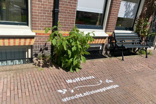 Action plantes protégées Municipalité d'Utrecht